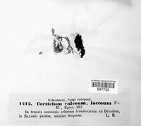 Alloexidiopsis calcea image